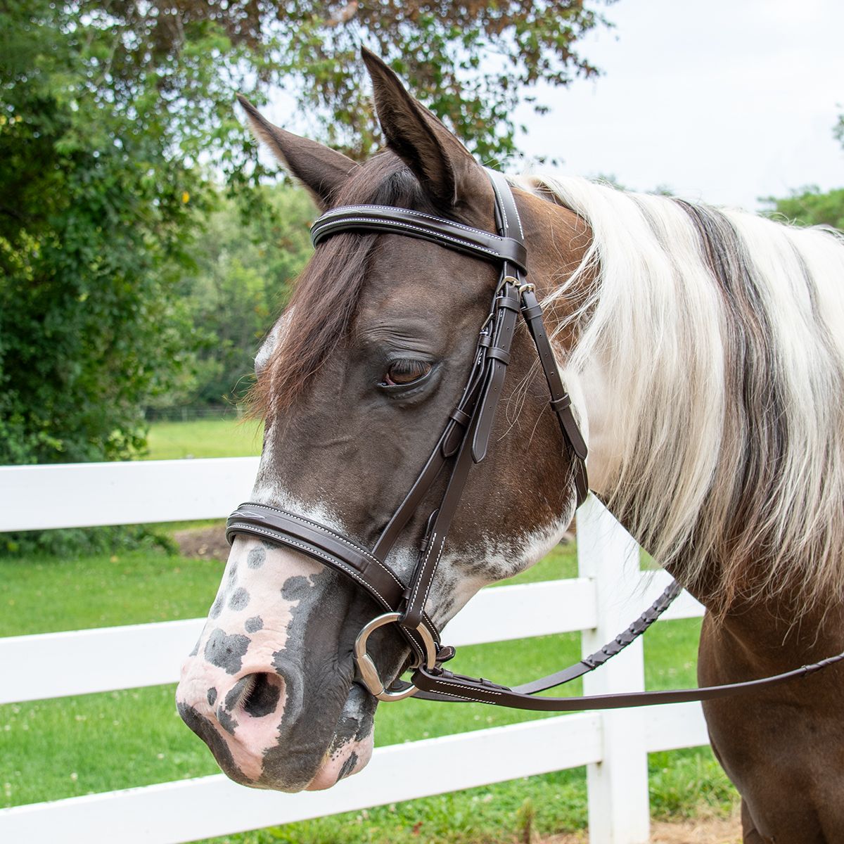 Close-up of a brown and white horse with a bridle outdoors.