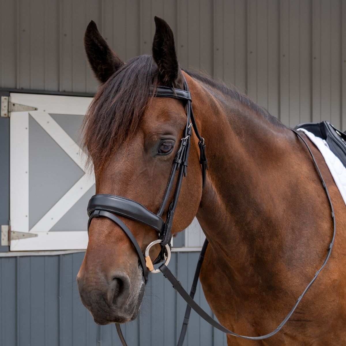 Close-up of a brown horse wearing a bridle inside a stable.